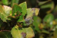 Bucculatrix alaternella