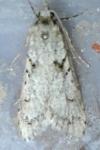 Diurnea fagella