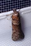 Tortricodes alternella