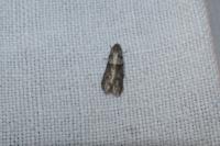 Tortricodes alternella