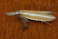 Pleurota aristella