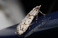 Diurnea fagella