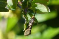 Esperia sulphurella