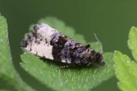 Hedya pruniana