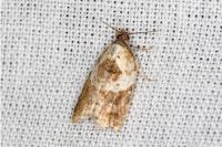 Acleris variegana