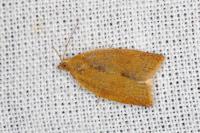 Clepsis consimilana