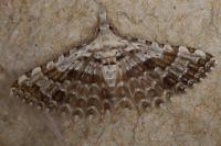 Alucita grammodactyla/palodactyla