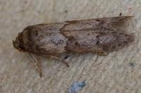 Blastobasis glandulella