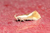 Harpella forficella