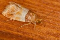 Epinotia festivana