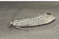 Yponomeuta evonymella