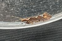 Rhigognostis incarnatella