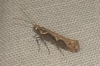 Rhigognostis incarnatella