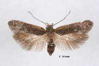 Bryotropha figulella