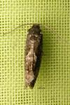 Pammene giganteana