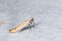 Aspilapteryx tringipennella