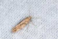 Scrobipalpa ocellatella