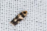 Etainia louisella