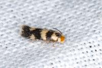 Etainia louisella