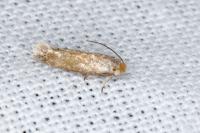 Trifurcula