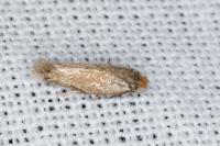 Trifurcula