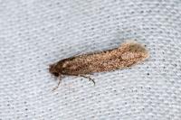 Elatobia fuliginosella