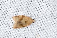 Clepsis consimilana
