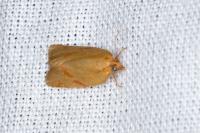 Clepsis pallidana