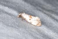 Neocochylis hybridella