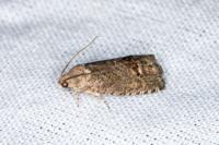 Cydia splendana