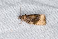 Hedya ochroleucana