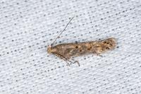 Scrobipalpa ocellatella