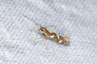 Calybites phasianipennella