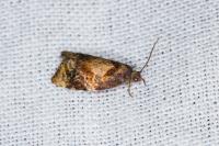 Ditula angustiorana