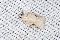 Acleris kochiella