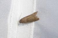 Tortricodes alternella