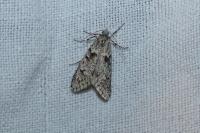 Diurnea fagella