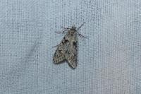 Diurnea fagella