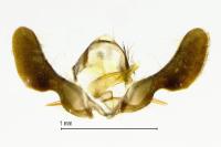 Pammene giganteana