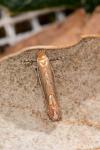 Phyllonorycter messaniella
