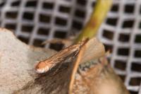 Phyllonorycter messaniella