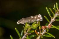 Grapholita lunulana