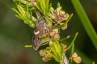 Grapholita lunulana