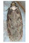 Depressaria