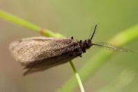Heterogynis penella