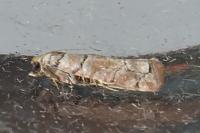 Pseudococcyx tessulatana