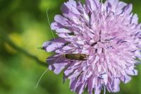 Nemophora metallica
