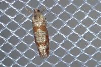 Rhyacionia maritimana