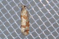 Rhyacionia maritimana