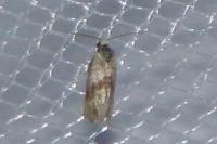 Cochylis